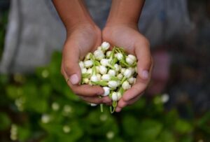 Đánh Giá Trà Hoa Nhài Bích Đàm Phiêu Tuyết Đặc Cấp – Có Đáng Mua?