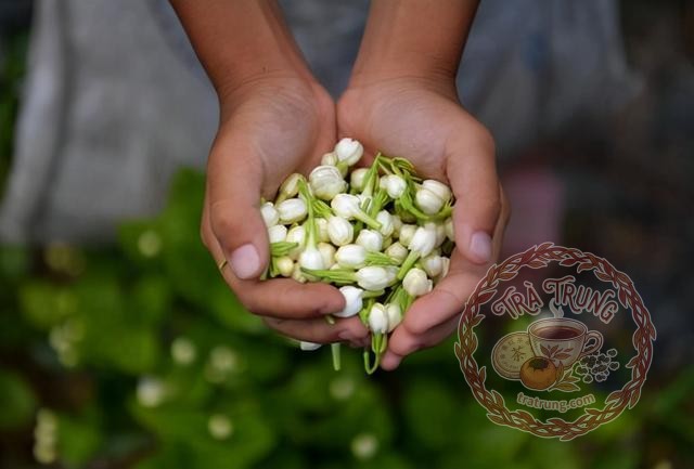 Đánh Giá Trà Hoa Nhài Bích Đàm Phiêu Tuyết Đặc Cấp – Có Đáng Mua?