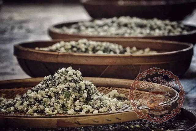 Trà hoa nhài Bích Đàm Phiêu Tuyết đặc cấp, mao tiêm xen lẫn hoa nhài trắng trên khay gỗ