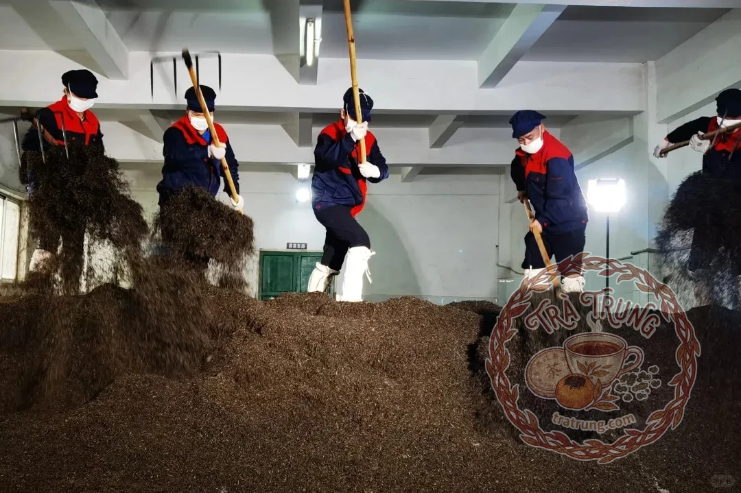 Khảo sát quá trình oxy hóa hồng trà qua búp chè non